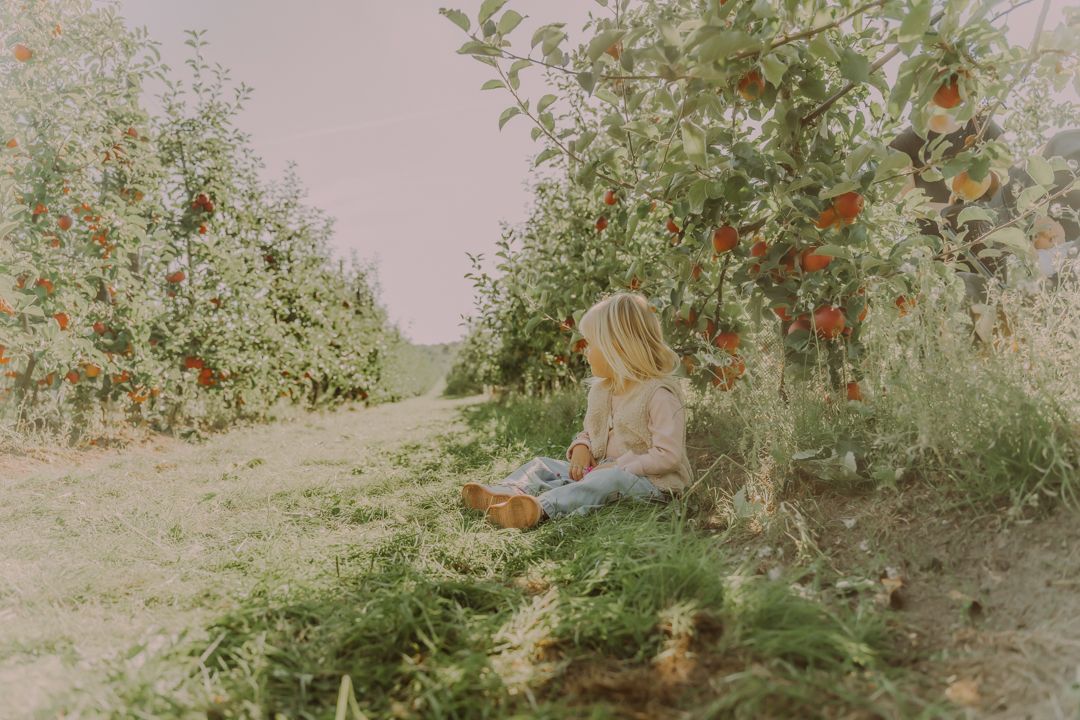 Verse rode aardbeien in de tuin met zonlicht
